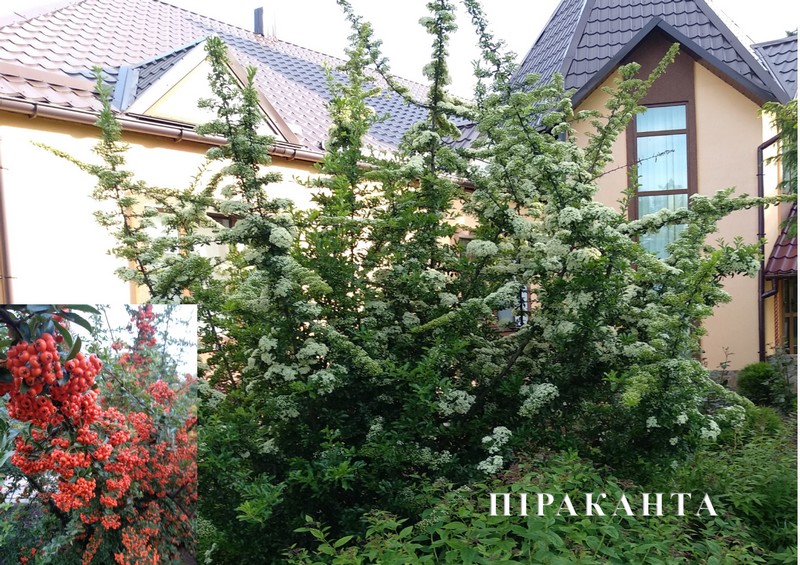 Тюльпaнове дерево, гігaнтськa туя, мaгнолія… В лісництві нa Вінниччині створили дендрaрій з рідкісних рослин