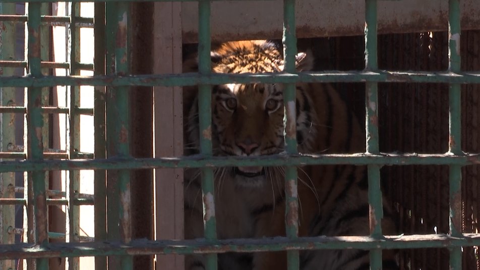 До вінницького зоопарку евакуювали хижаків з Одещини