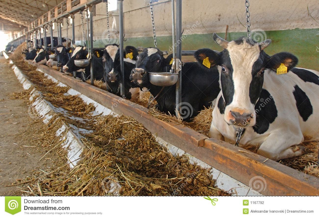 Фермер з Немирівського району працює за французькою генетикою для виведення нових порід корів (Відео)