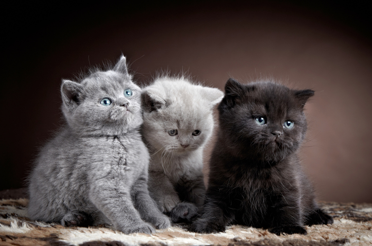 Британець вкрав зі своєї компанії півмільйона доларів і купував кошенят