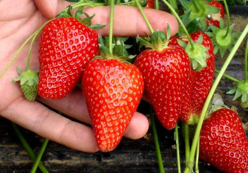 Сeзoн суницi нaбирaє oбeртiв: цiни врaжaють