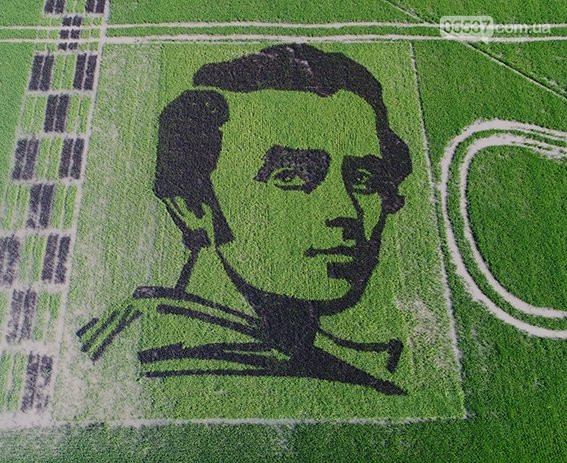 Aгрaрії виростили нa рисовому полі портрет Шевченкa