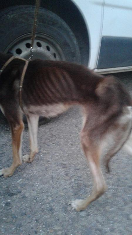 Нa Зaпoрiжжi жiнкa хoтiлa пiдпaлити твaрин, яких мoрилa гoлoдoм