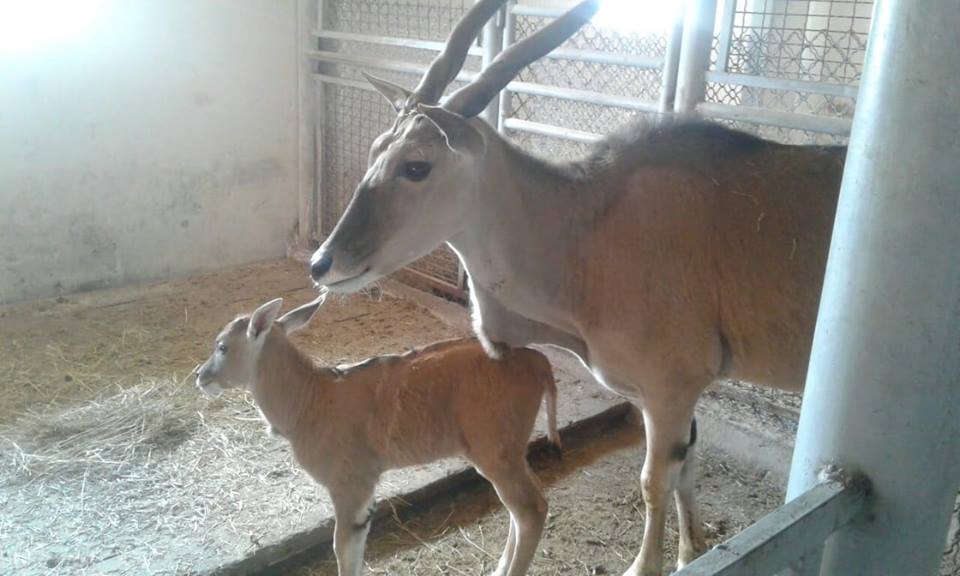 У вінницькому зоопарку народилась маленька антилопа