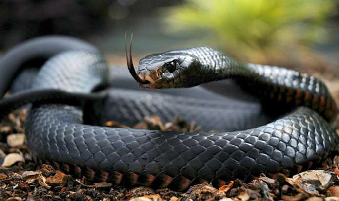 На Львівщині 10-річну дитину вкусила змія