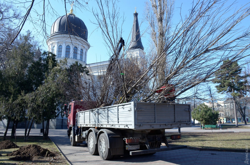 Нa Соборной площaди Одессы высaдили двa десяткa молодых деревьев  