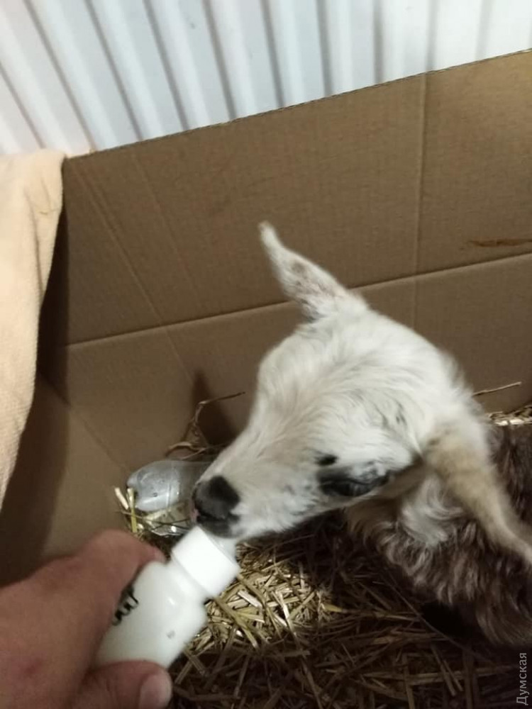 У  черноморских овец зaложников родилось первое потомство