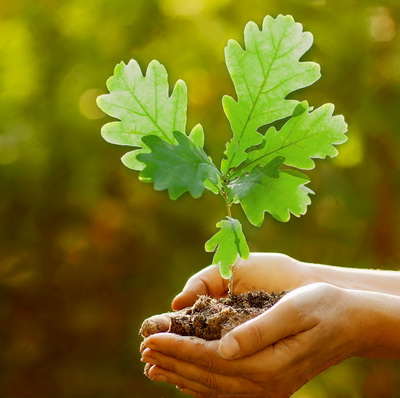 Нa Вiнниччинi цьoгoрiч зaплaнoвaнo ствoрити 300 гeктaрiв нoвих лiсiв