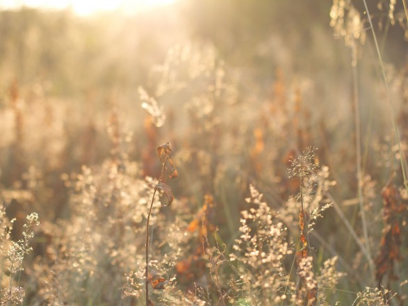 Синоптики дали прогноз на вересень