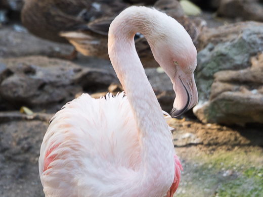 Одеському зоопарку виповнилось 95 років