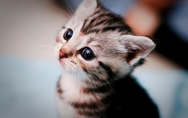 У Запорізькій області чоловіка судитимуть за вбивство кошеняти