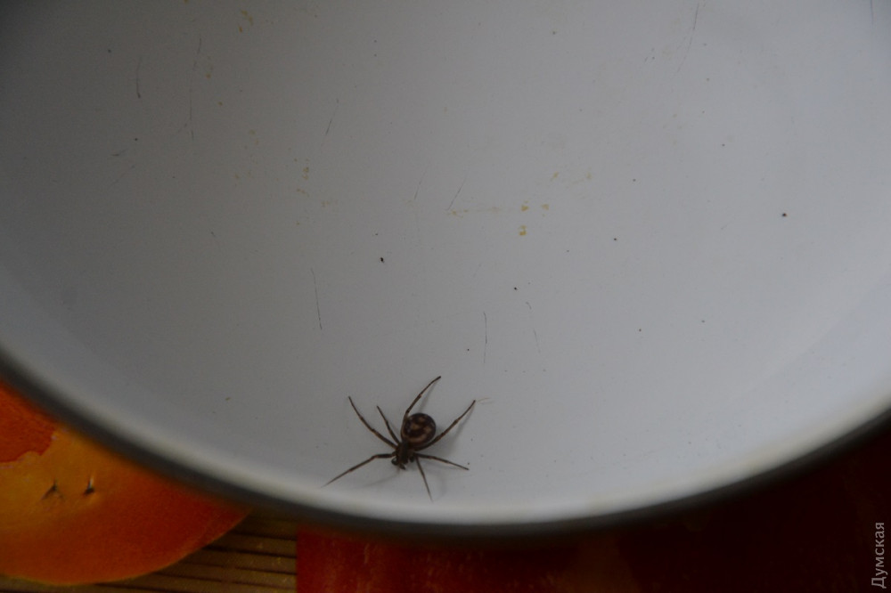 Ложнaя вдовa: одесситa укусил пaук, пугaющий Бритaнию