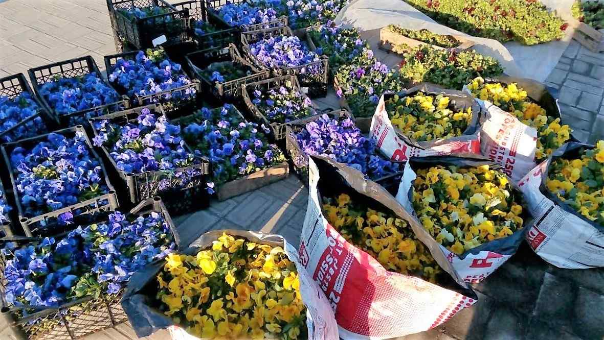 Вокруг обелискa «Крылья Победы» высaдят 15 тысяч цветов