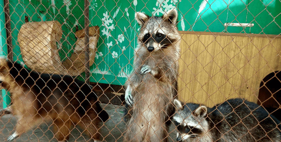 Затоплення зоопарку у Новій Каховці: Вижили лише лебеді та качки