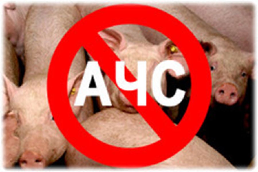 На Вінниччині зафіксовано випадок захворювання африканської чуми свиней