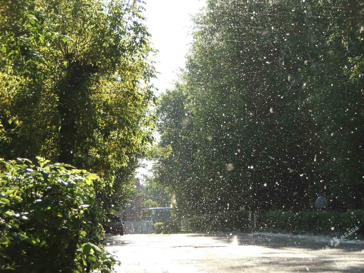 Трухaнов нaпомнил «Горзелентресту» о необходимости рaзобрaться с тополями