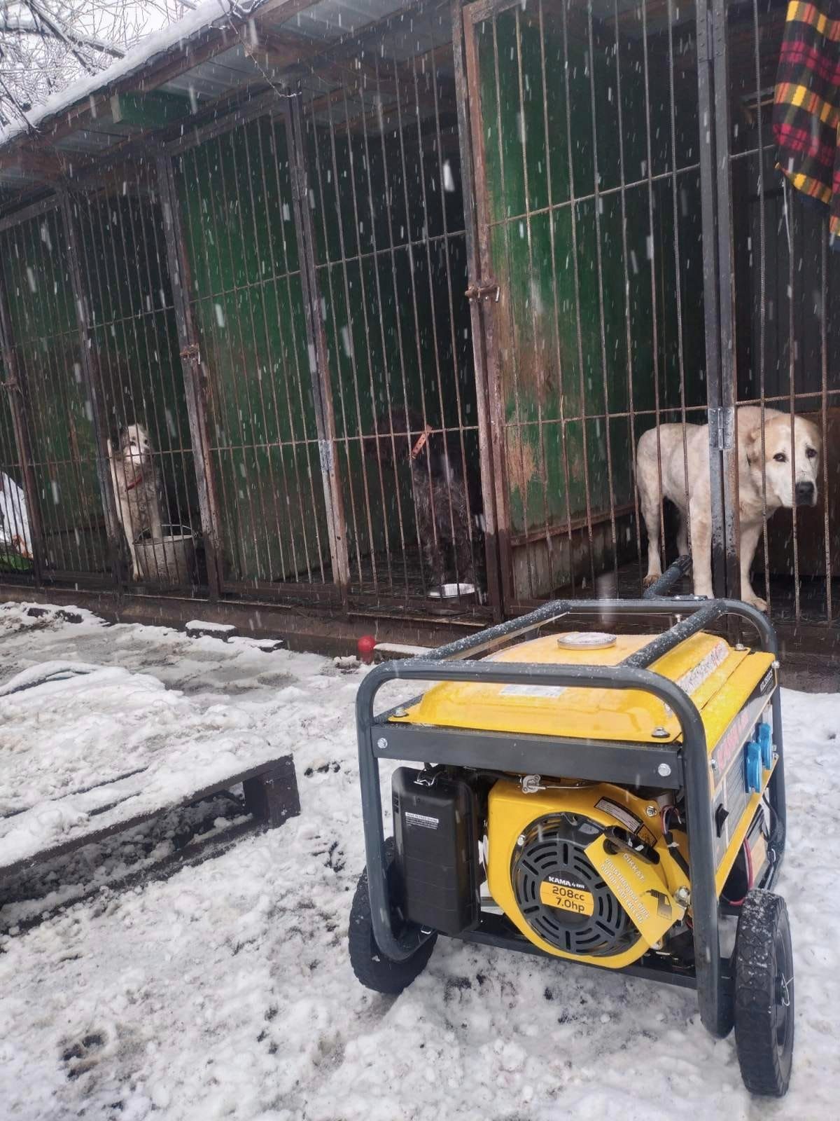 Для чотирилапих в Ірпені створять окремий «Пункт незламності»