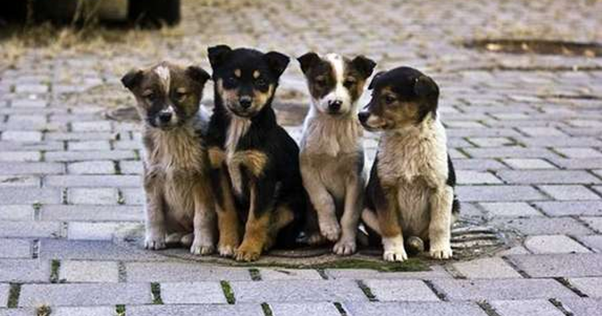 У Ладижині триває безкоштовна стерилізація собак: уже прооперовано 21 тварину