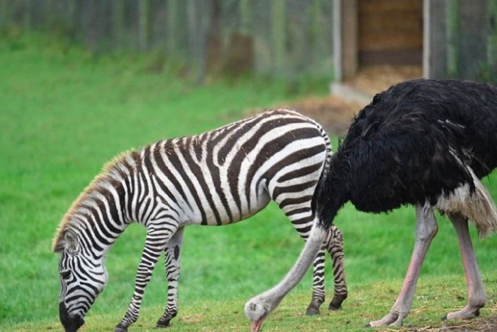  В одному з британських зоопарків страус кинув самку і подався жити до зебр