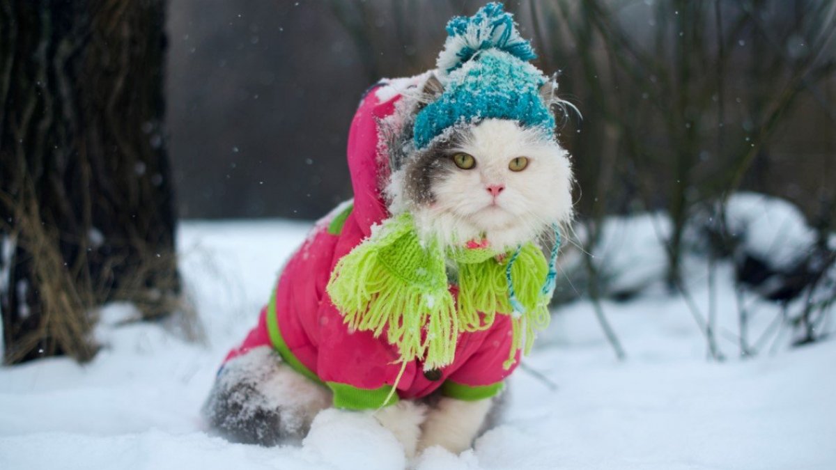 В Укрaїну знову йде похолодaння, місцями — дощ з мокрим снігом