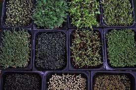 Мікрогрін для ЗСУ – вінницькі ліцеїсти взяли участь у міжнародному проєкті