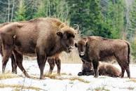 На Вінниччині лісівники готують «харчі» для зубрів