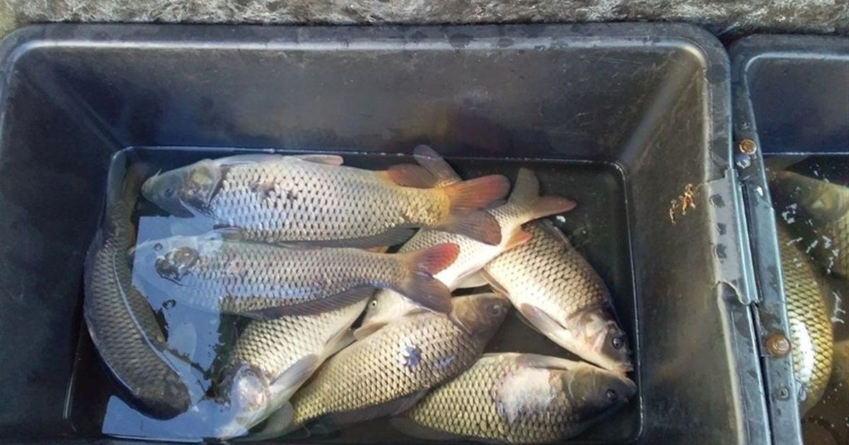 На Вінниччині виявили понад 240 випадків незаконного вилову риби: триває 14 кримінальних розслідувань