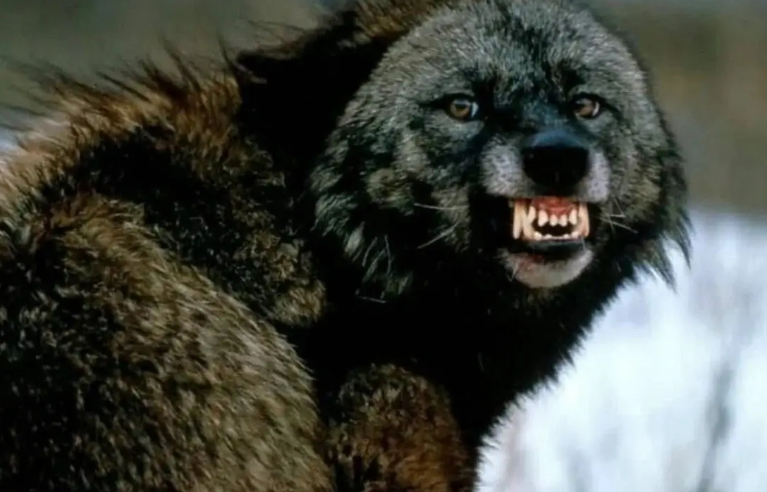 Жителів Тульчинського району попереджають про проведення полювання