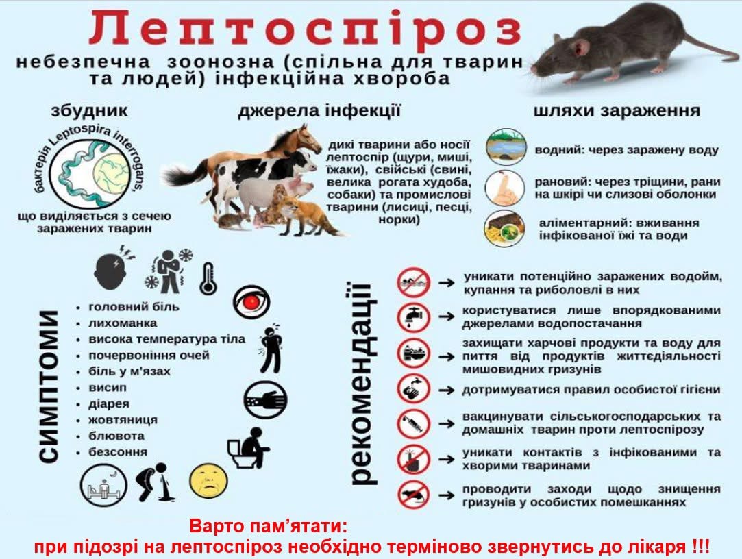 Лептоспіроз: що потрібно знати, щоб захистити себе