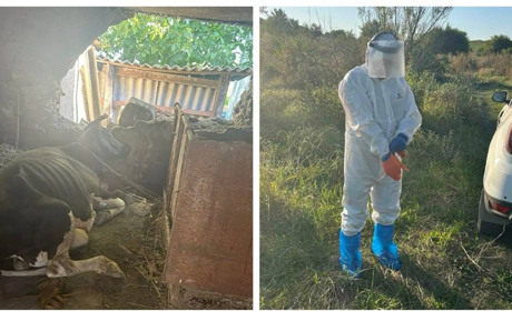 На Вінниччині зафіксували випадок сказу у корови