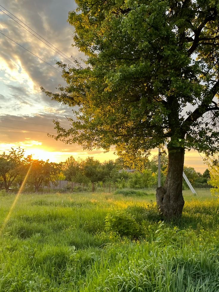 На Вінниччині планують створити ботанічну пам’ятку «Вікові дуби»