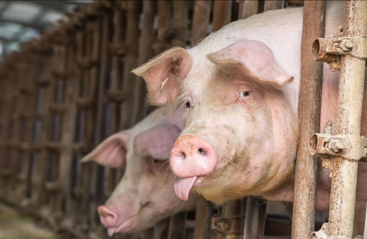 У Вінницькому районі зафіксовано спалах африканської чуми свиней