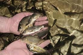 У Ладижинське водосховище на Вінниччині випустять майже 5 тонн риби