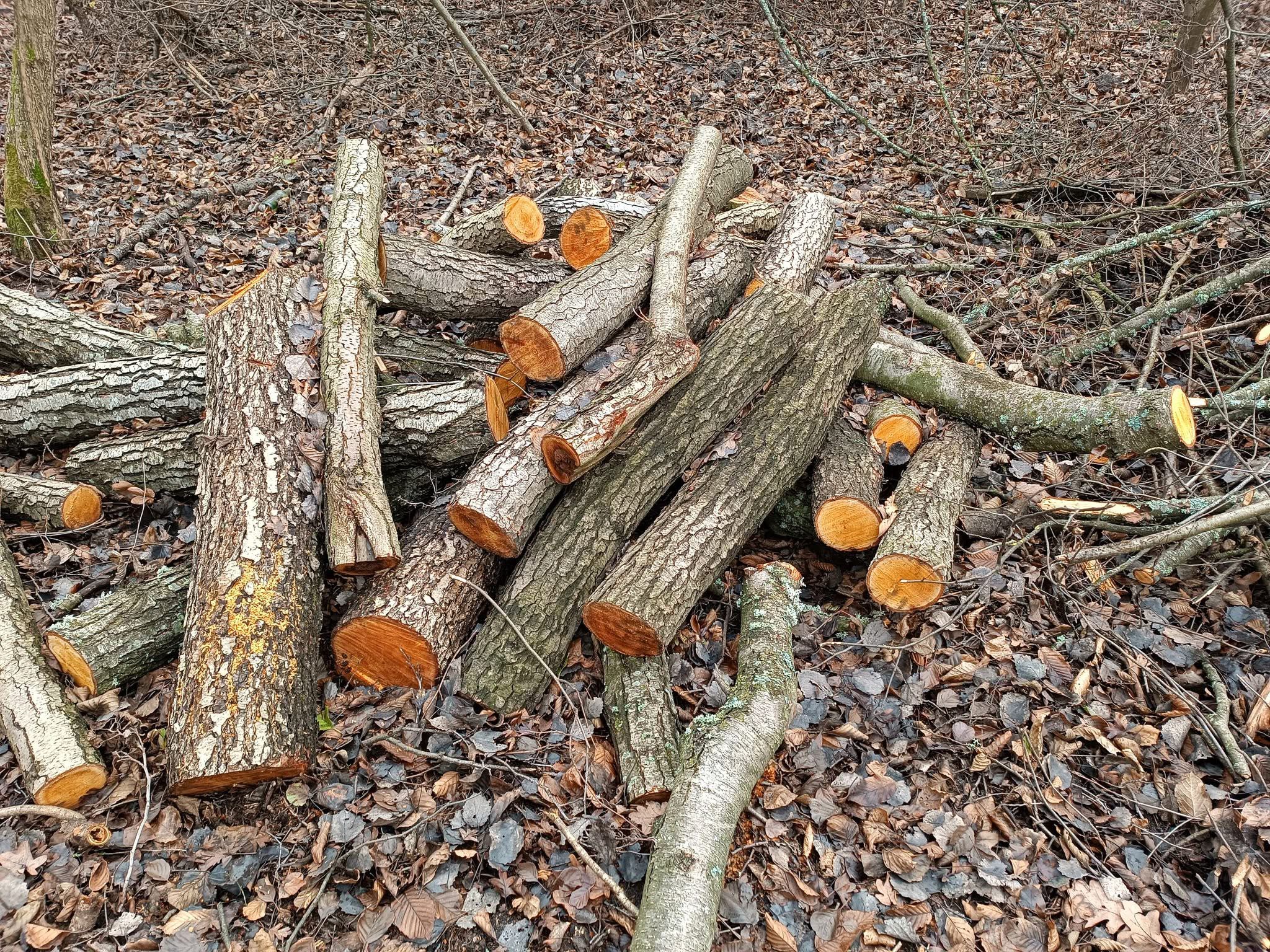На Вінниччині зафіксували незаконну порубку дерев на самозалісеній ділянці