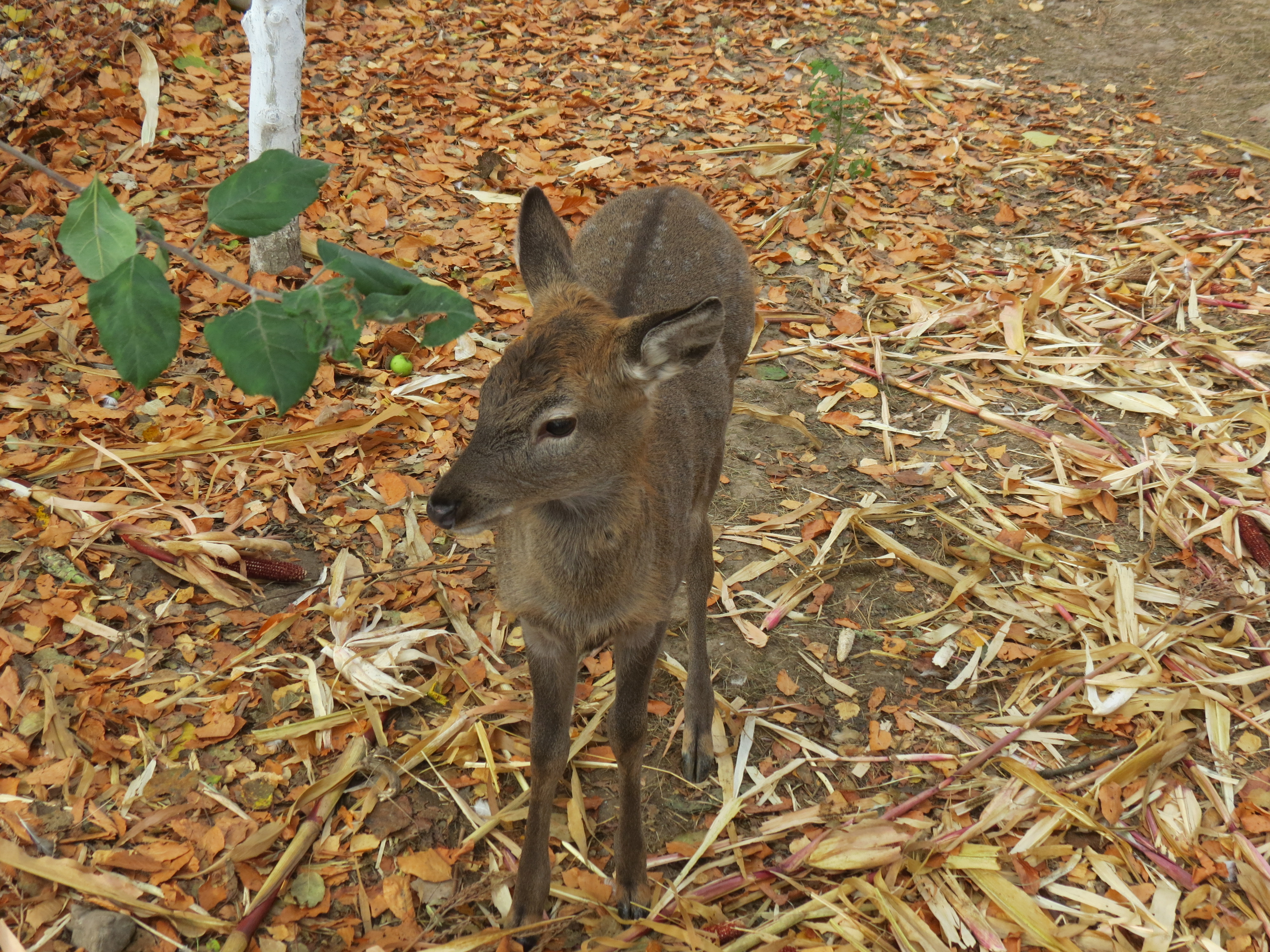 На Вінницькій станції юннатів оселилося оленятко «Борис», якого врятували від відстрілу