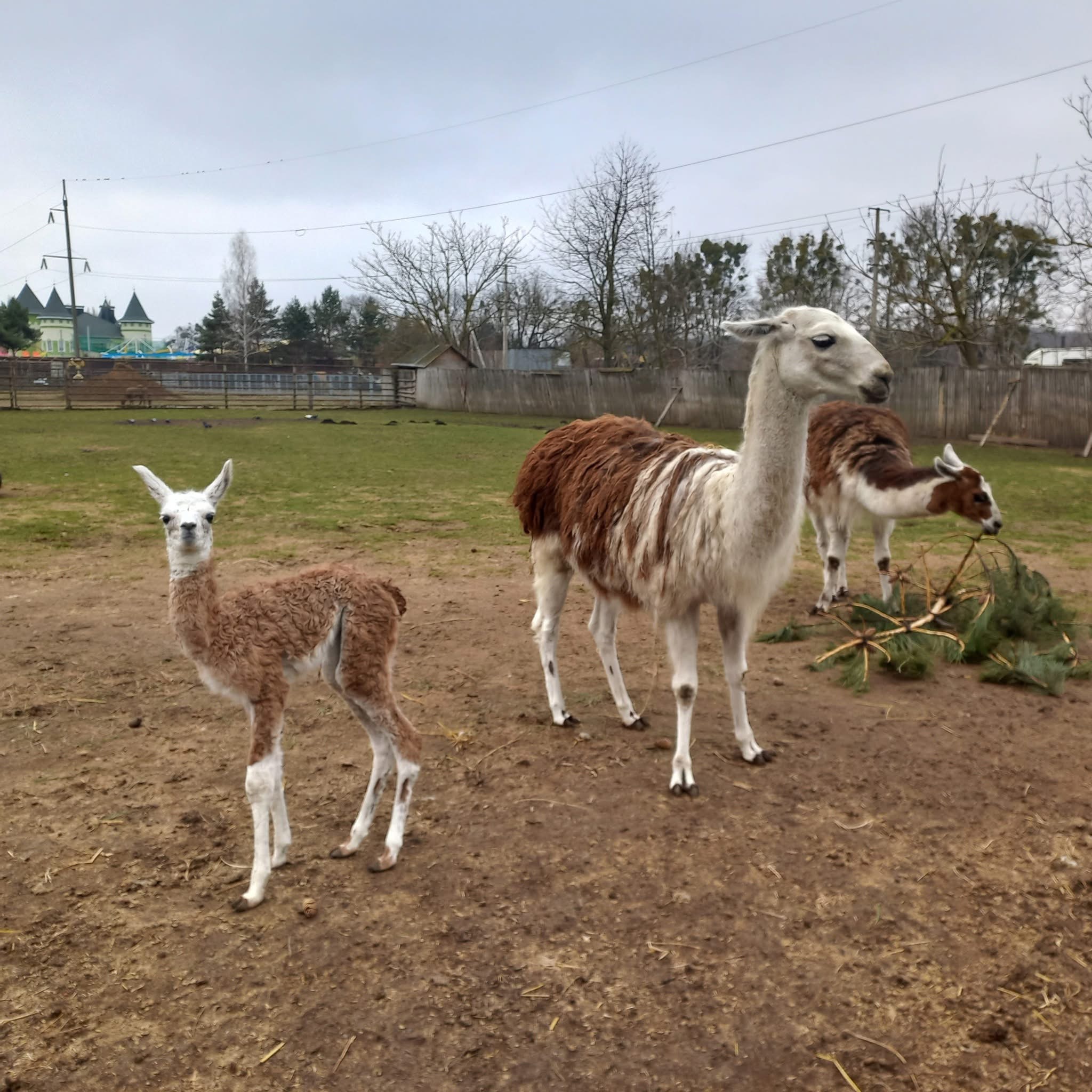 У Подільському зоопарку народилося дитинча лами: запрошуємо познайомитися!