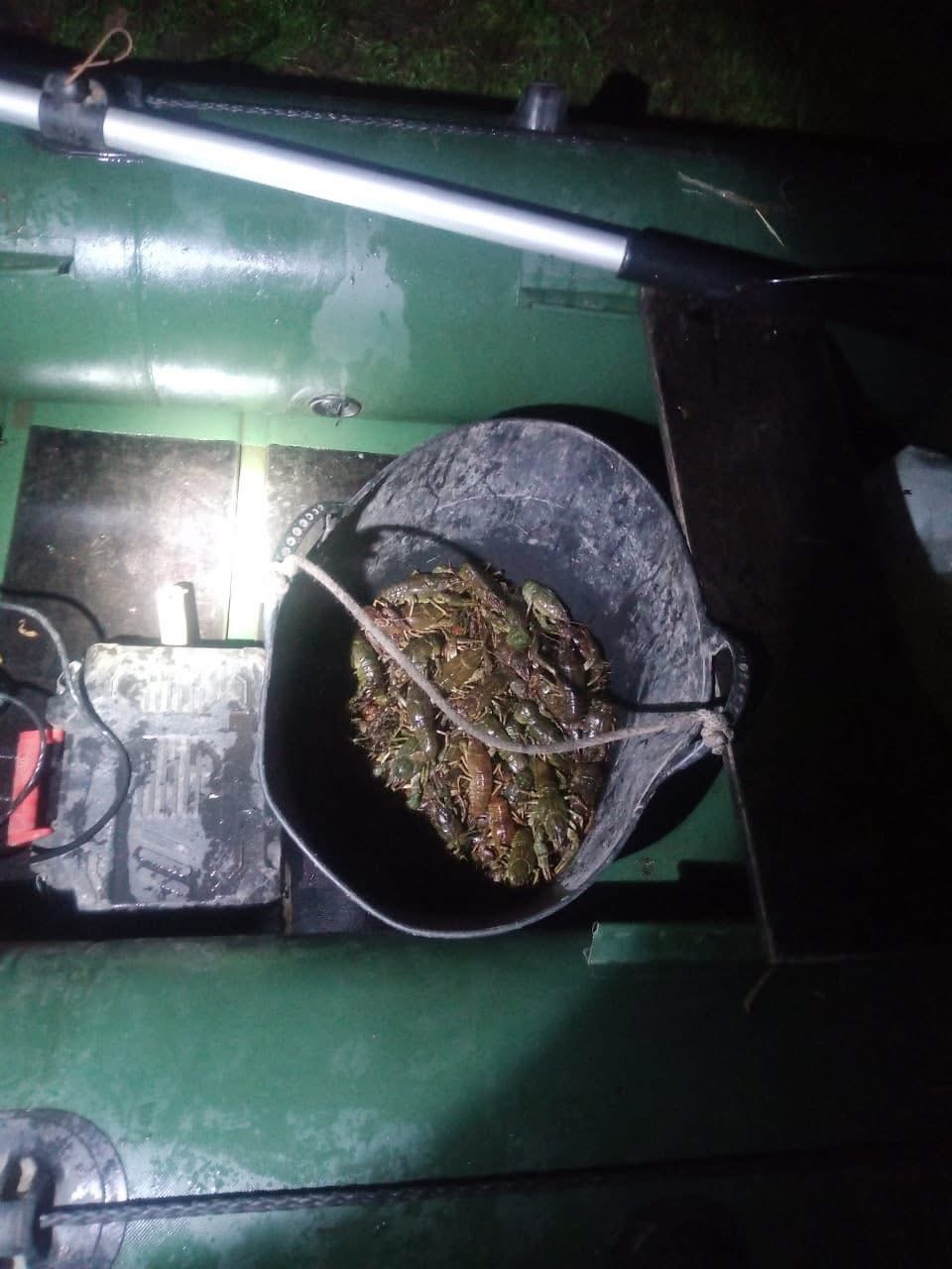 Раки ціною в понад 603 тисячі гривень