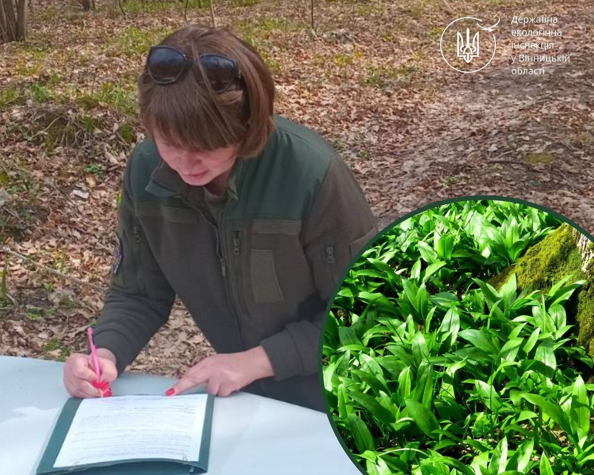 Штраф за черемшу: на Вінниччині покарали порушників