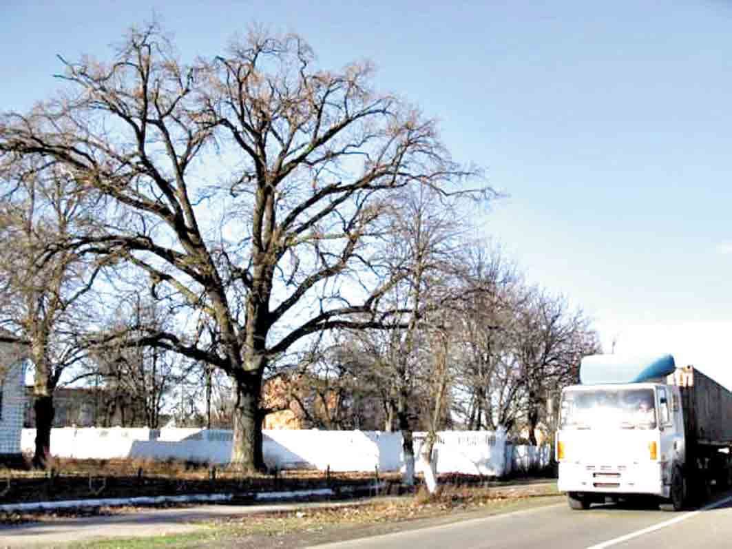 Дуби-ветерани Вінниччини – живі символи історії та природи