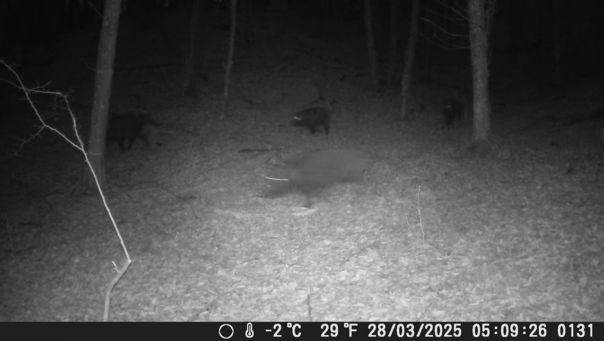 Фотопастки — невидимі охоронці дикої природи