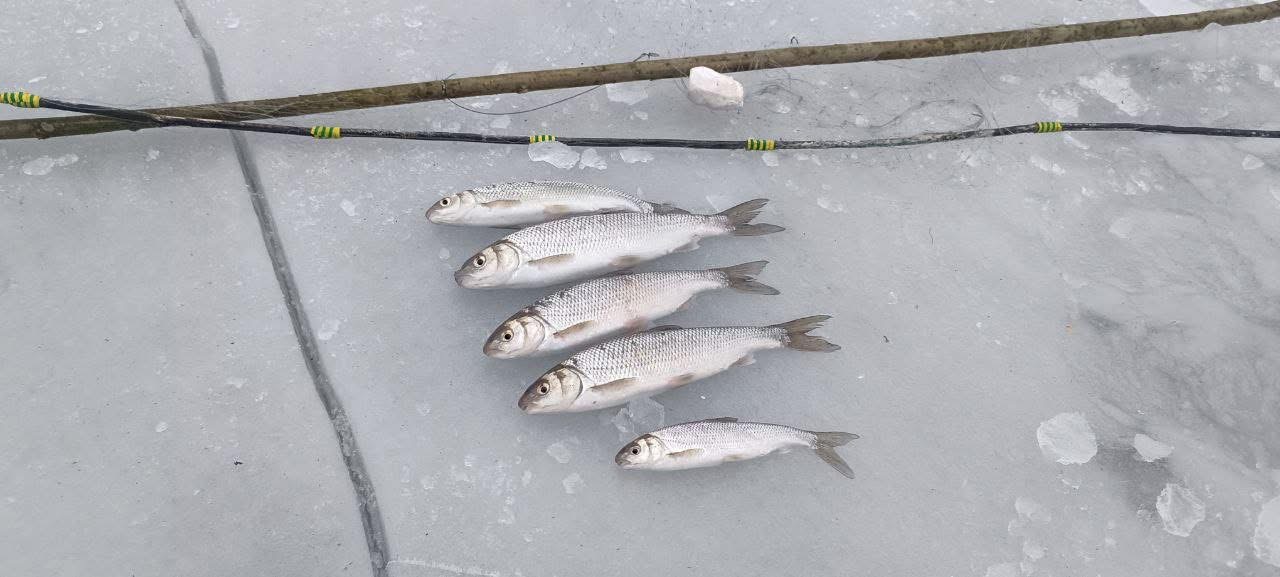 Браконьєрство на річці Русава: на Вінниччині за незаконний вилов рідкісної риби завдано збитків на 50 тисяч гривень