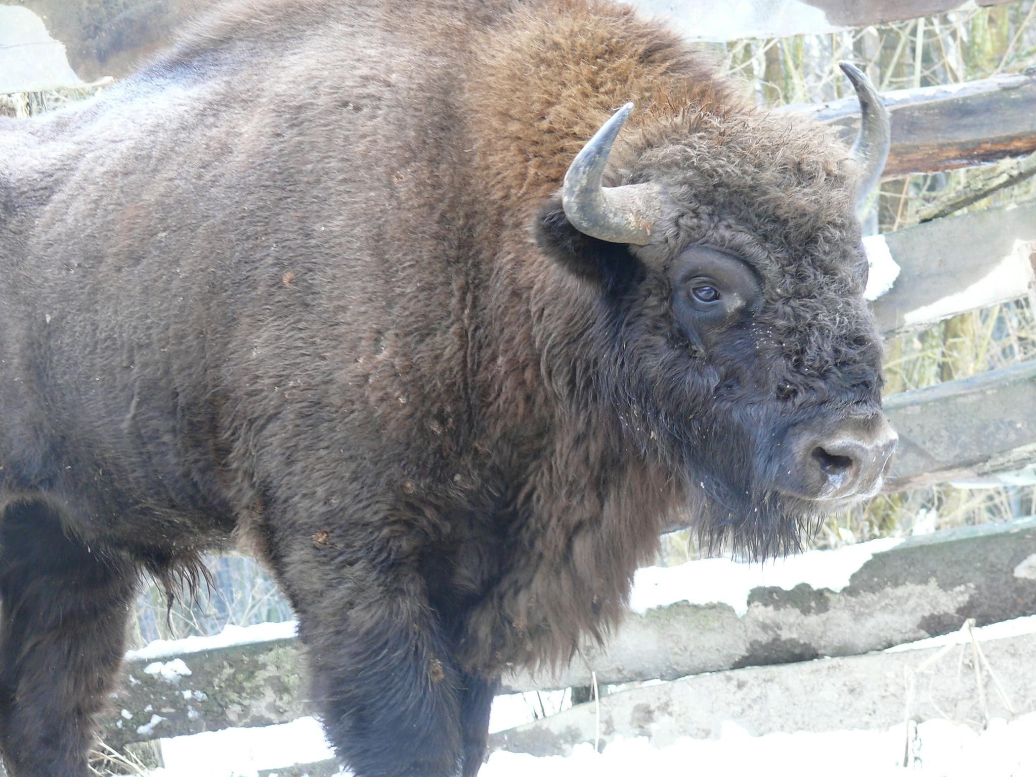 На Вінниччині найбільша в Україні кількість зубрів 