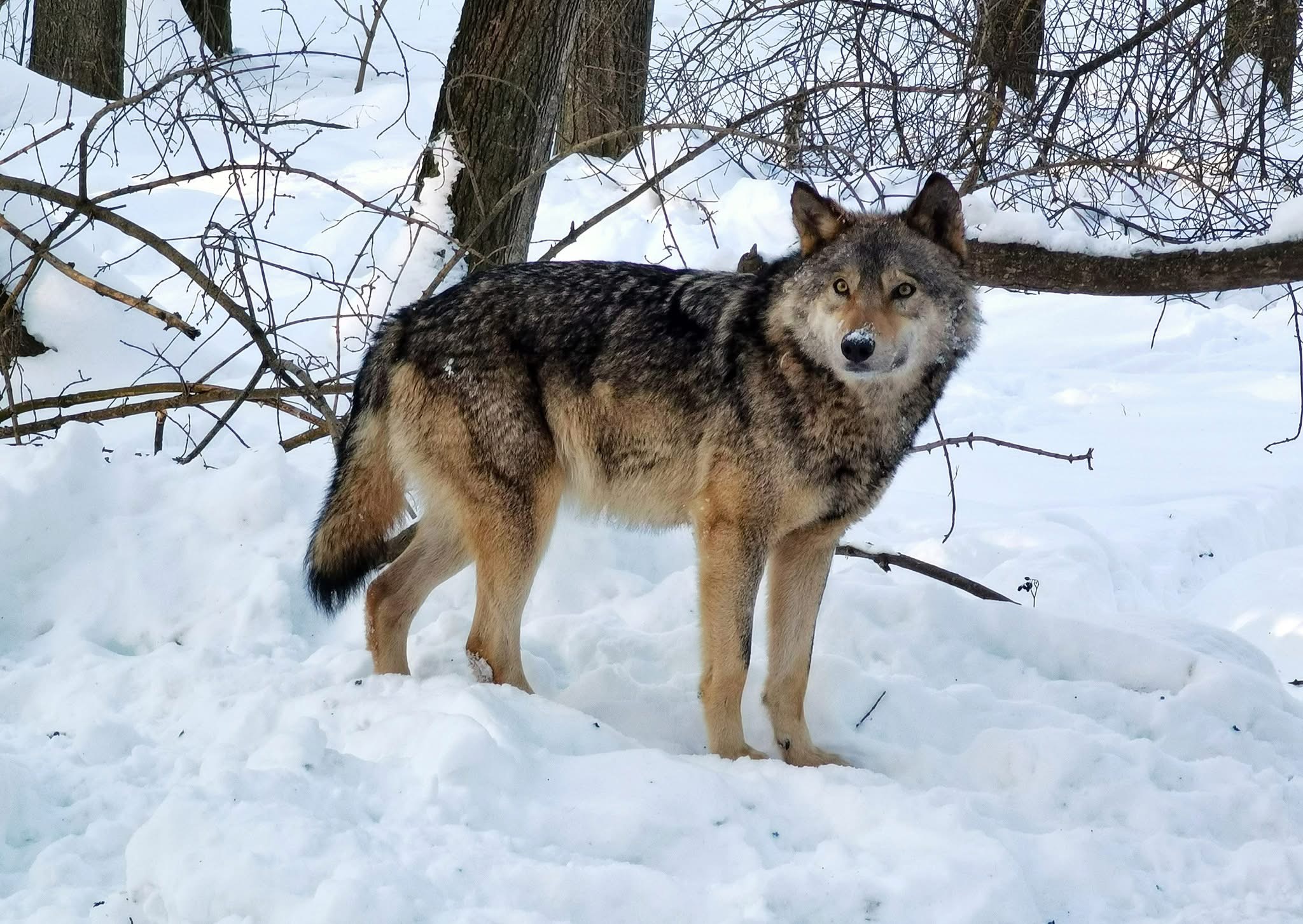 На Вінниччині зростає чисельність хижаків: з початку року добуто вовків і шакалів