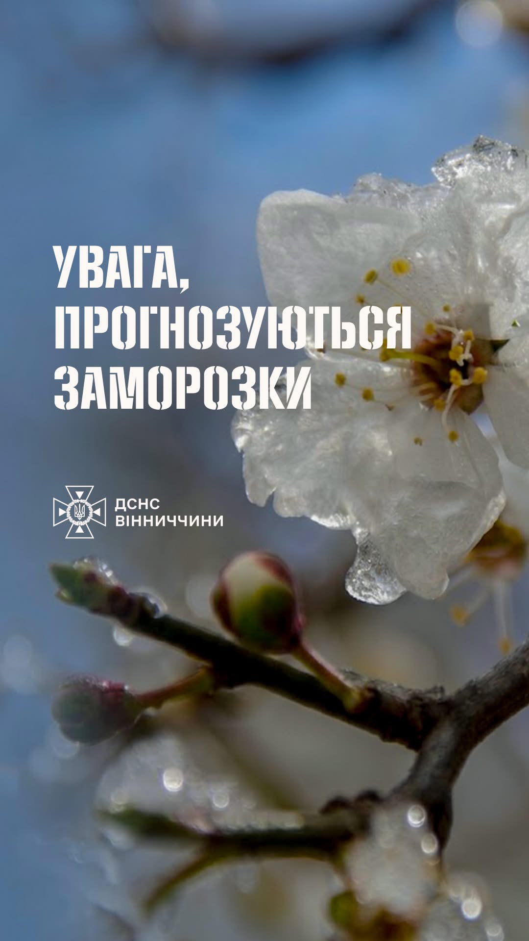 На Вінниччині знову очікують нічні заморозки до -5°: оголошено помаранчевий рівень небезпеки