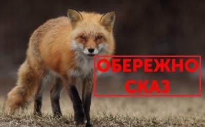 У Хмільнику виявлено сказ у лисиці: постраждали дитина та собака