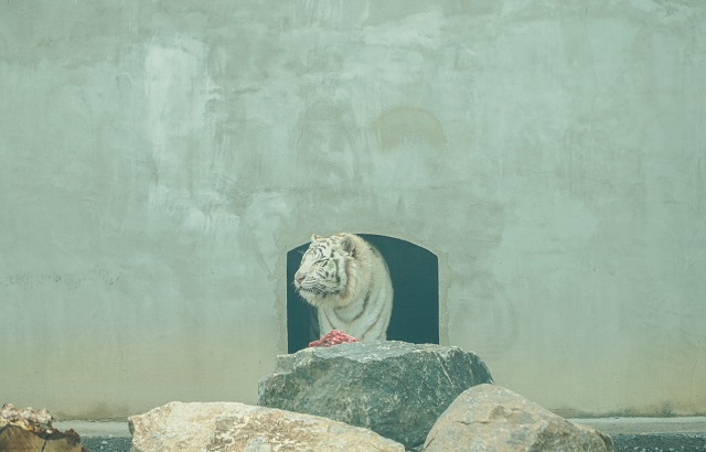 У вінницький зоопарк привезли білого бенгальського тигра