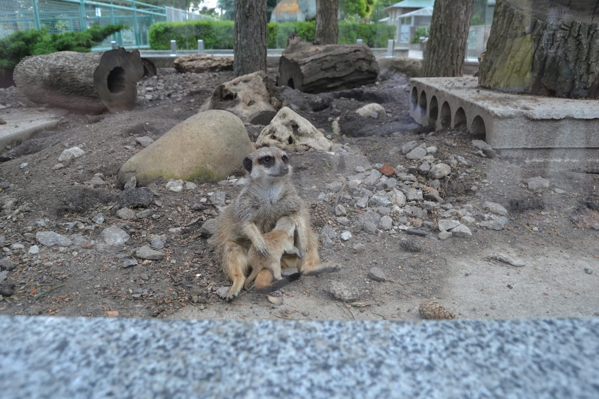 Маленьке диво в Подільському зоопарку: у сурікатів поповнення!