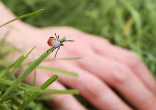 За півроку у Вінниці виявлено 10 випадків хвороби Лайма