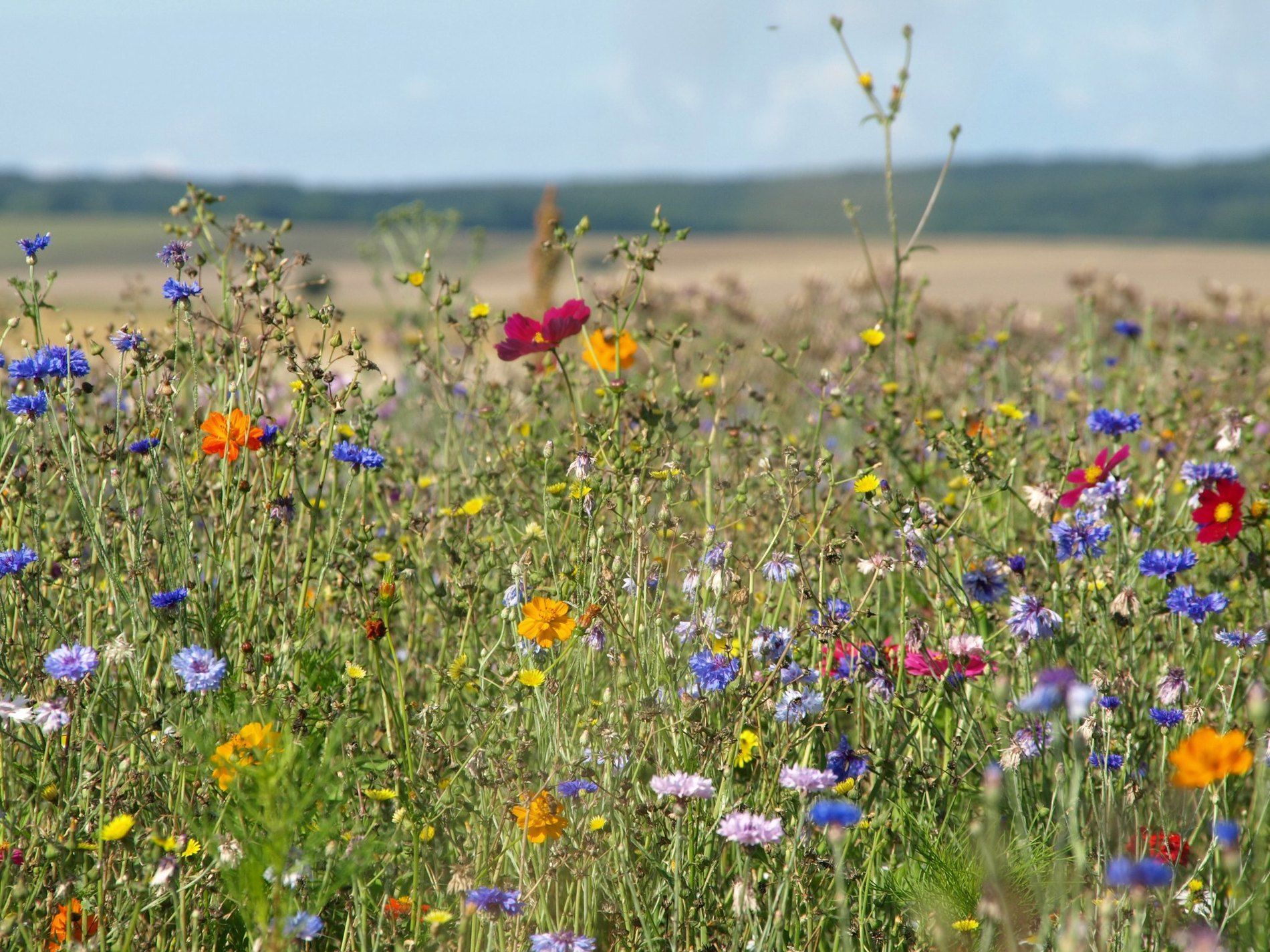 Вінниця вперше переходить до облаштування декоративних луків замість газонів