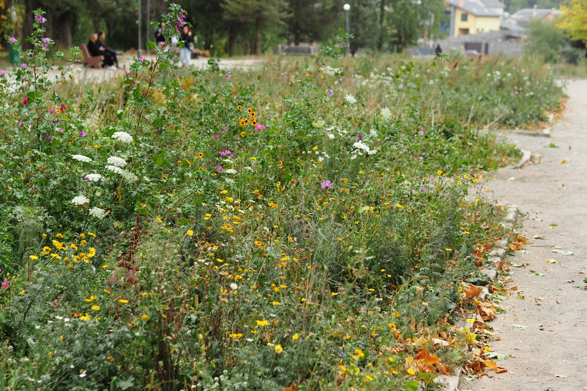 Європейська практика озеленення міст знайшла прихильників серед молодих вінничан